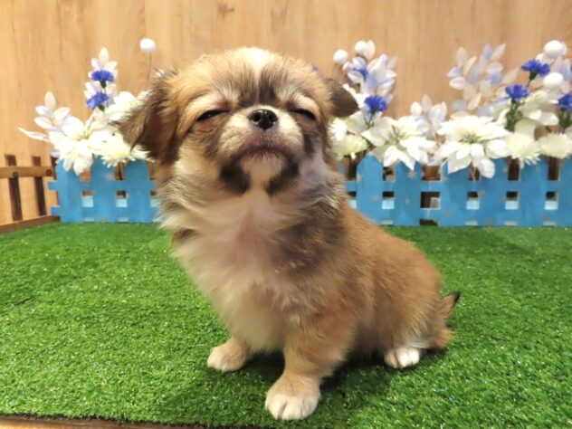 兵庫県のチワワ(ロング) (アミーゴ伊丹店/2025年12月2日生まれ/女の子/レッドホワイト)の子犬の4枚目の画像