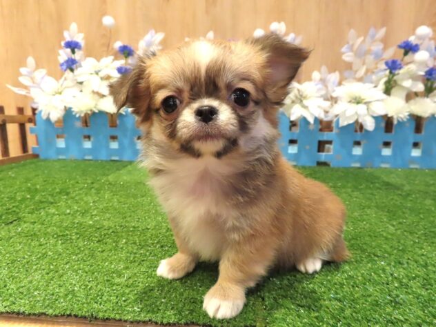 兵庫県のチワワ(ロング) (アミーゴ伊丹店/2025年12月2日生まれ/女の子/レッドホワイト)の子犬の1枚目の画像