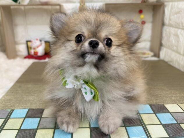 兵庫県のハーフ犬・ミックス犬 (ワンキャラット アミーゴ姫路花田店/2025年9月20日生まれ/男の子/フォーン)の子犬の1枚目の画像