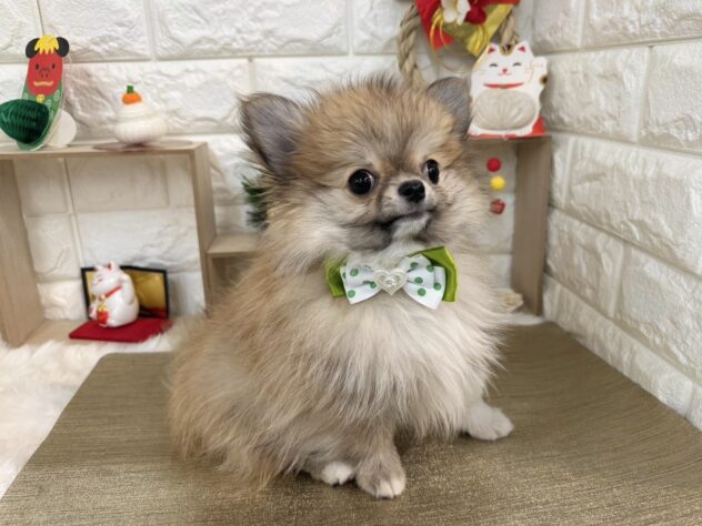 兵庫県のハーフ犬・ミックス犬 (ワンキャラット アミーゴ姫路花田店/2025年9月20日生まれ/男の子/フォーン)の子犬の3枚目の画像