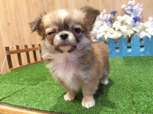 兵庫県のチワワ(ロング) (アミーゴ伊丹店/2025年12月2日生まれ/女の子/レッドホワイト)の子犬の2枚目の画像