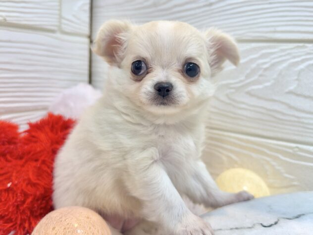 兵庫県のチワワ(ロング) (ワンキャラット アミーゴ姫路飾磨店/2026年11月12日生まれ/女の子/クリーム)の子犬の4枚目の画像