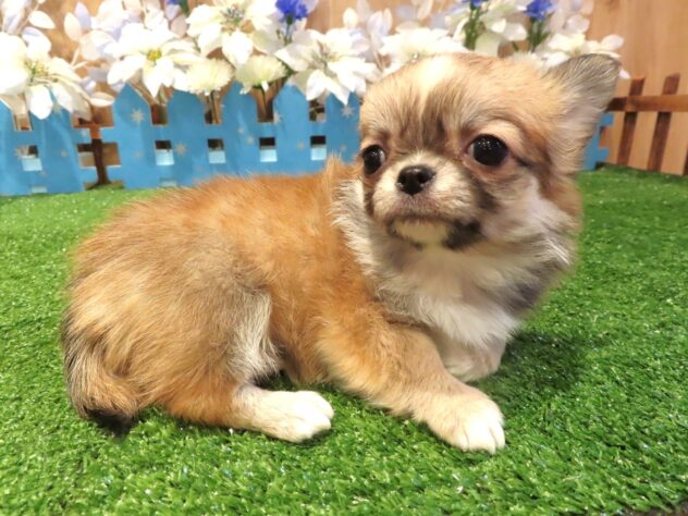 兵庫県のチワワ(ロング) (アミーゴ伊丹店/2025年12月2日生まれ/女の子/レッドホワイト)の子犬の3枚目の画像