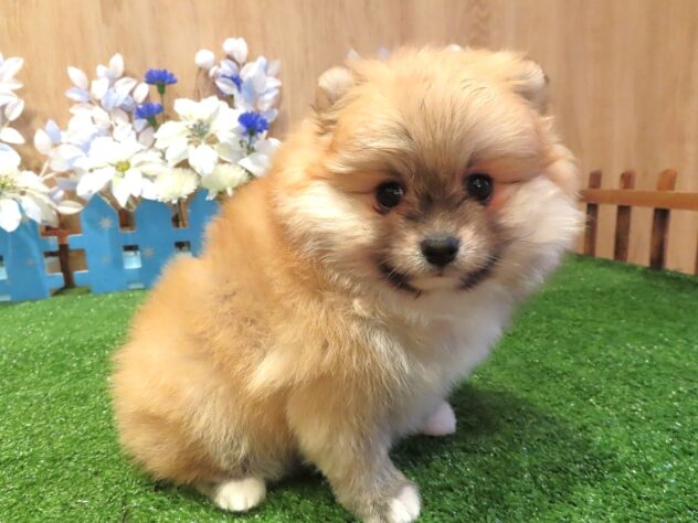 兵庫県のポメラニアン (アミーゴ伊丹店/2025年12月3日生まれ/女の子/オレンジ)の子犬の2枚目の画像
