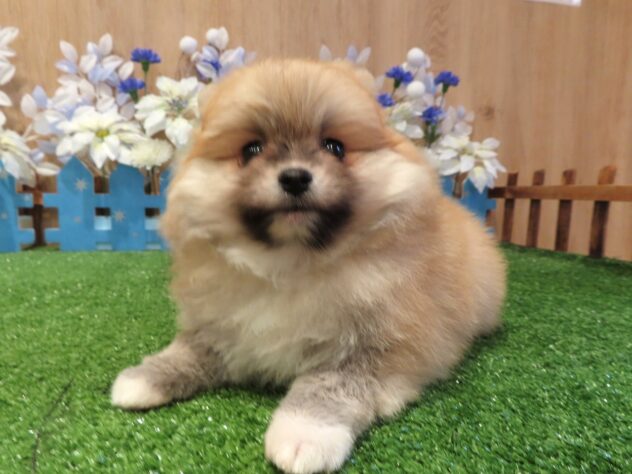 兵庫県のポメラニアン (アミーゴ伊丹店/2025年12月3日生まれ/女の子/オレンジ)の子犬の3枚目の画像