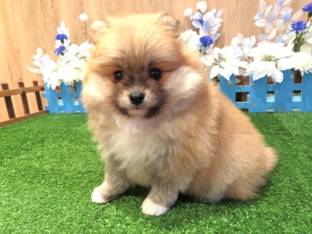 兵庫県のポメラニアン (アミーゴ伊丹店/2025年12月3日生まれ/女の子/オレンジ)の子犬の1枚目の画像