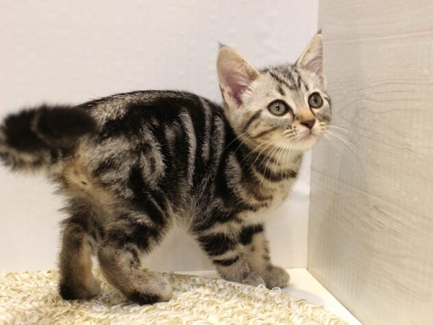兵庫県のアメリカンショートヘアー (ペット・プラザ アミーゴつかしん店/2025年8月23日生まれ/男の子/シルバータビー)の子猫の2枚目の画像