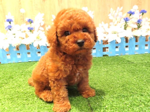 兵庫県のトイプードル(トイ) (アミーゴ伊丹店/2025年12月4日生まれ/男の子/レッドフォーン)の子犬の2枚目の画像