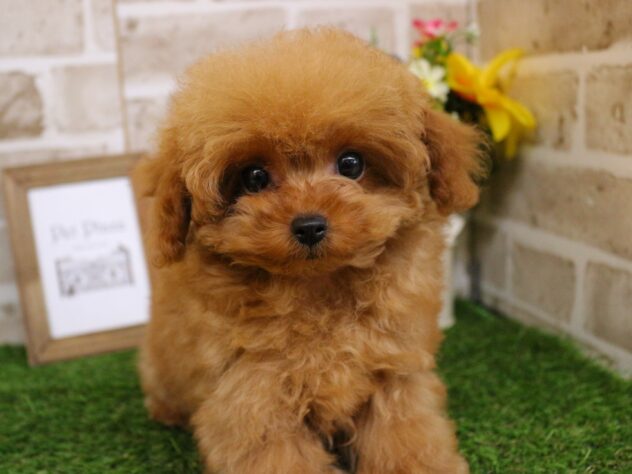 兵庫県のトイプードル(トイ) (ペット・プラザ アミーゴ神戸西店/2025年10月13日生まれ/男の子/レッドフォーン)の子犬の1枚目の画像