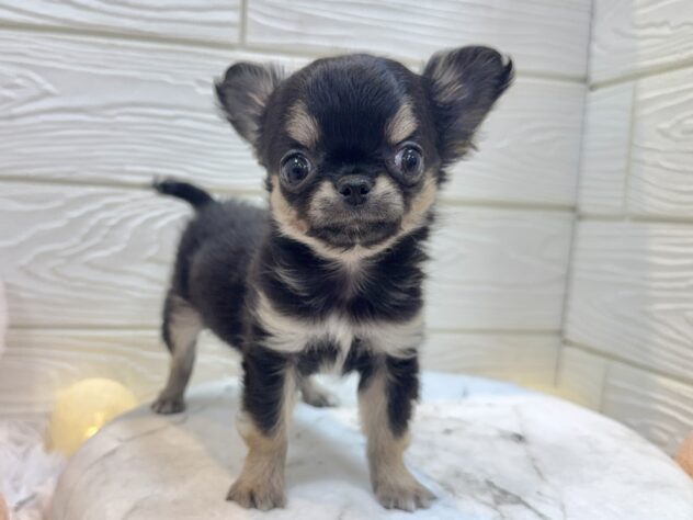 兵庫県のチワワ(ロング) (ワンキャラット アミーゴ姫路飾磨店/2025年11月3日生まれ/男の子/ブラックタン)の子犬の2枚目の画像