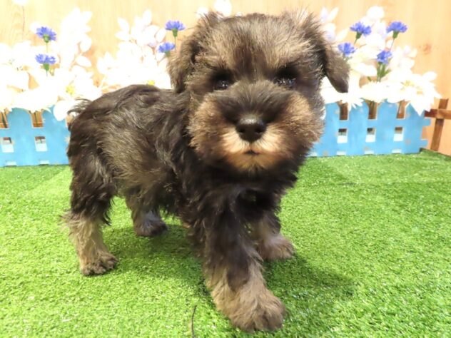 兵庫県のミニチュアシュナウザー (アミーゴ伊丹店/2025年12月3日生まれ/男の子/ソルトペッパー)の子犬の2枚目の画像