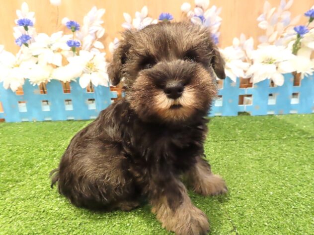 兵庫県のミニチュアシュナウザー (アミーゴ伊丹店/2025年12月3日生まれ/男の子/ソルトペッパー)の子犬の1枚目の画像