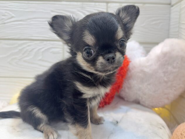 兵庫県のチワワ(ロング) (ワンキャラット アミーゴ姫路飾磨店/2025年11月3日生まれ/男の子/ブラックタン)の子犬の4枚目の画像