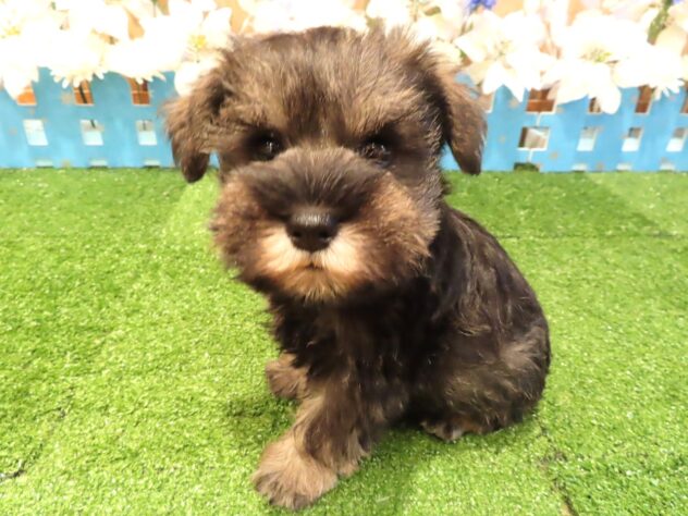 兵庫県のミニチュアシュナウザー (アミーゴ伊丹店/2025年12月3日生まれ/男の子/ソルトペッパー)の子犬の3枚目の画像