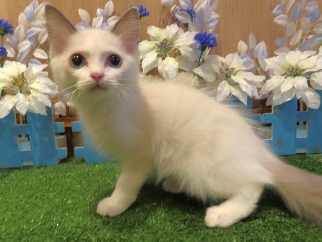 兵庫県のラグドール (アミーゴ伊丹店/2025年12月4日生まれ/男の子/ブルーポイントバイカラー)の子猫の2枚目の画像