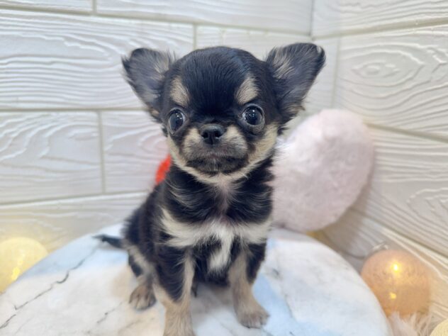 兵庫県のチワワ(ロング) (ワンキャラット アミーゴ姫路飾磨店/2025年11月3日生まれ/男の子/ブラックタン)の子犬の3枚目の画像