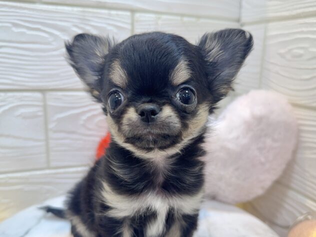 兵庫県のチワワ(ロング) (ワンキャラット アミーゴ姫路飾磨店/2025年11月3日生まれ/男の子/ブラックタン)の子犬の1枚目の画像