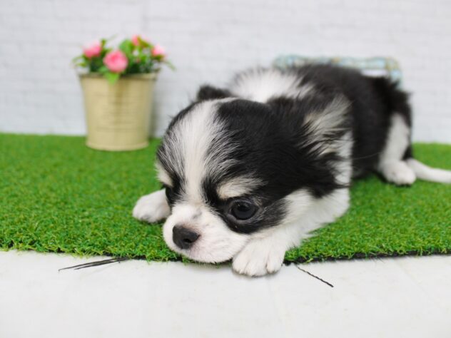 兵庫県のチワワ(ロング) (ペット・プラザ アミーゴ尼崎昭和通店/2025年11月16日生まれ/女の子/ブラックタンホワイト)の子犬の4枚目の画像
