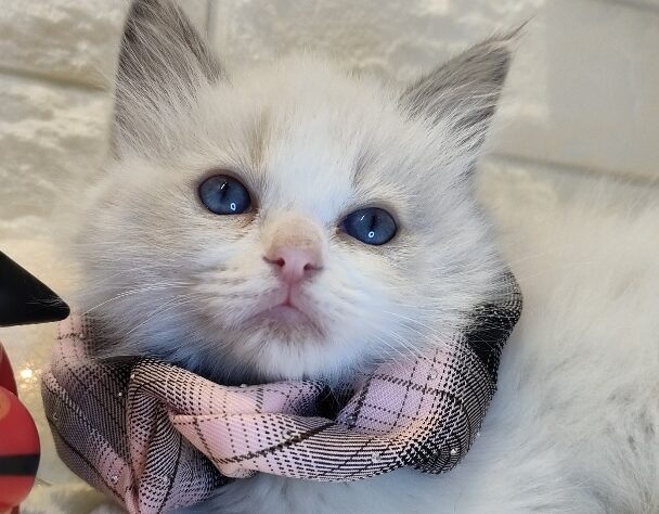 香川県のラグドール (ワンキャラット アミーゴ丸亀店/2025年11月6日生まれ/女の子/ブルーポイントバイカラー)の子猫の2枚目の画像