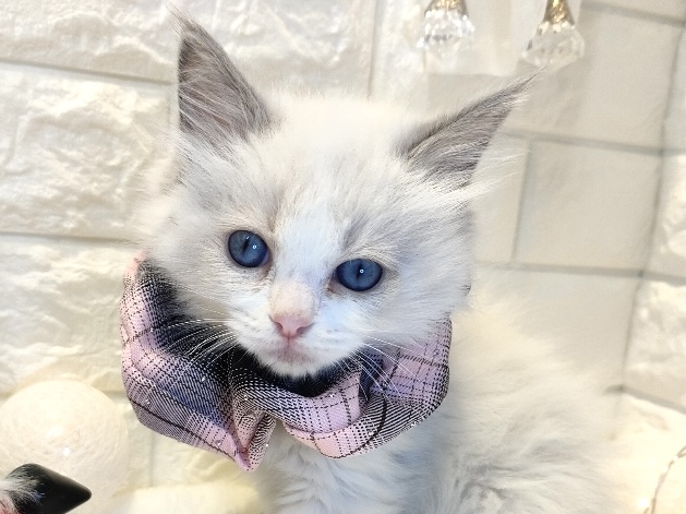 香川県のラグドール (ワンキャラット アミーゴ丸亀店/2025年11月6日生まれ/女の子/ブルーポイントバイカラー)の子猫の1枚目の画像