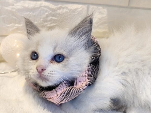 香川県のラグドール (ワンキャラット アミーゴ丸亀店/2025年11月6日生まれ/女の子/ブルーポイントバイカラー)の子猫の3枚目の画像