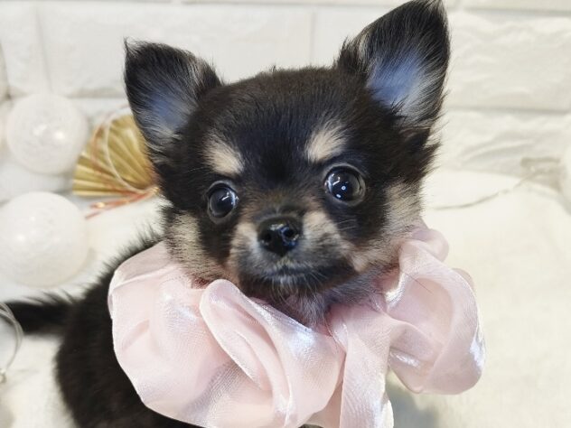 香川県のハーフ犬・ミックス犬 (ワンキャラット アミーゴ丸亀店/2025年11月6日生まれ/女の子/ブラックタン)の子犬の3枚目の画像