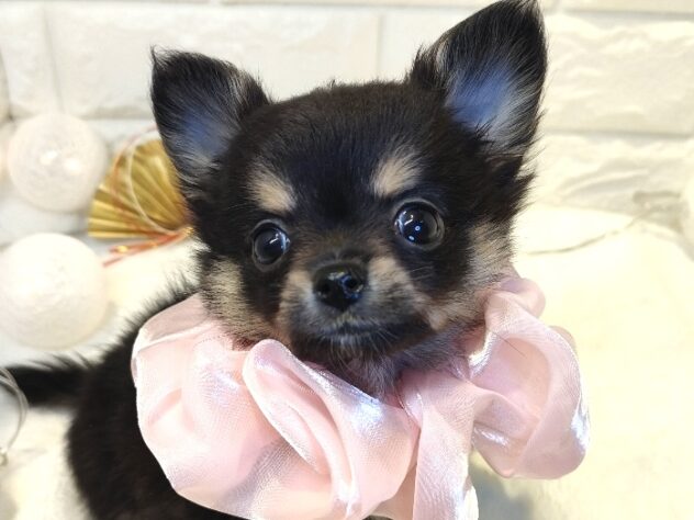 香川県のハーフ犬・ミックス犬 (ワンキャラット アミーゴ丸亀店/2025年11月6日生まれ/女の子/ブラックタン)の子犬の2枚目の画像