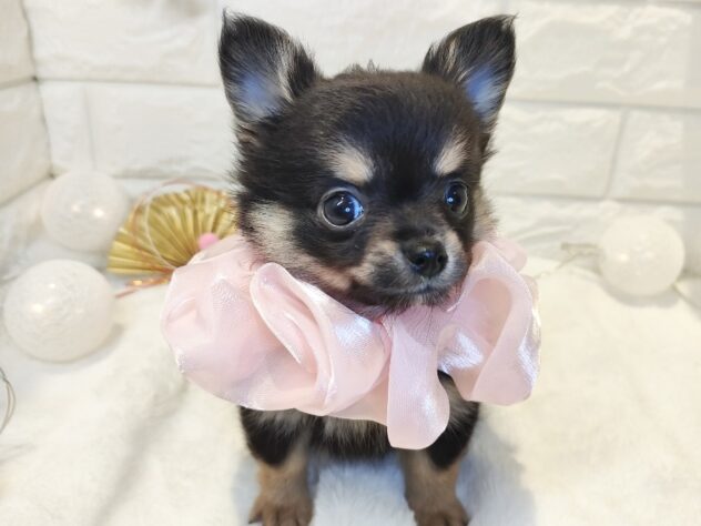 香川県のハーフ犬・ミックス犬 (ワンキャラット アミーゴ丸亀店/2025年11月6日生まれ/女の子/ブラックタン)の子犬の2枚目の画像