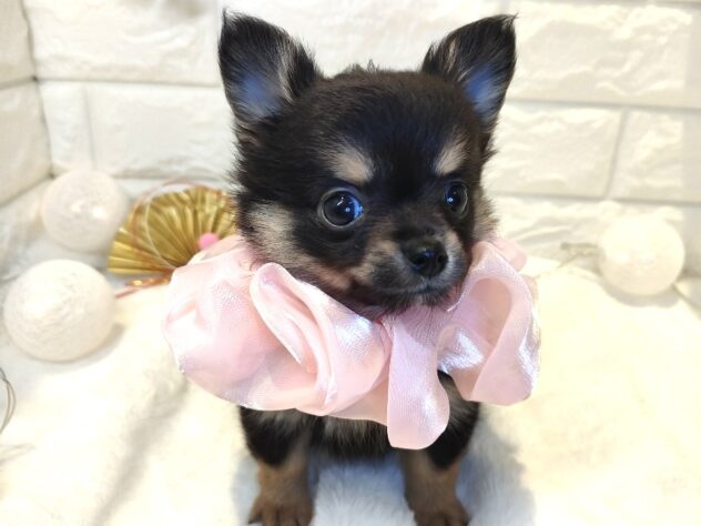 香川県のハーフ犬・ミックス犬 (ワンキャラット アミーゴ丸亀店/2025年11月6日生まれ/女の子/ブラックタン)の子犬の3枚目の画像