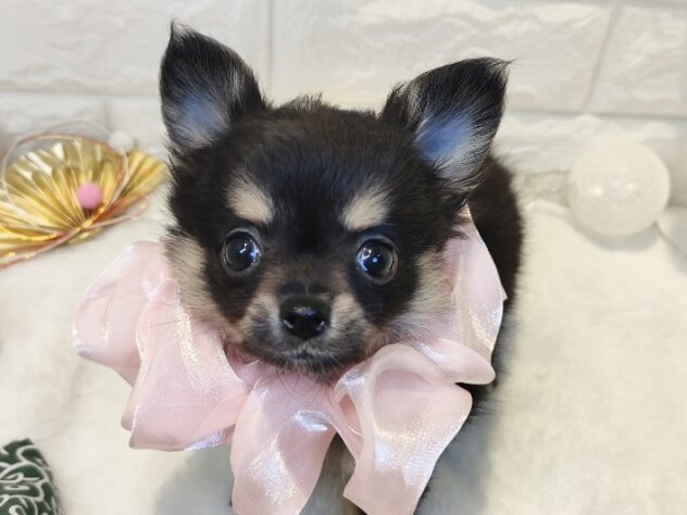 香川県のハーフ犬・ミックス犬 (ワンキャラット アミーゴ丸亀店/2025年11月6日生まれ/女の子/ブラックタン)の子犬