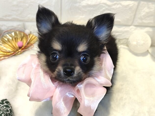 香川県のハーフ犬・ミックス犬 (ワンキャラット アミーゴ丸亀店/2025年11月6日生まれ/女の子/ブラックタン)の子犬の1枚目の画像