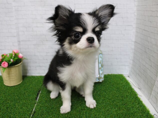 兵庫県のチワワ(ロング) (ペット・プラザ アミーゴ尼崎昭和通店/2025年11月16日生まれ/女の子/ブラックタンホワイト)の子犬の1枚目の画像