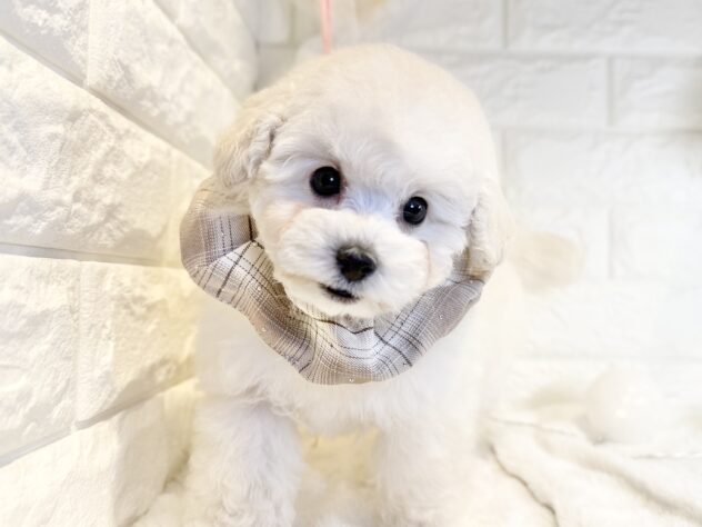 香川県のトイプードル(トイ) (ワンキャラット アミーゴ丸亀店/2025年11月9日生まれ/男の子/ホワイト)の子犬の3枚目の画像