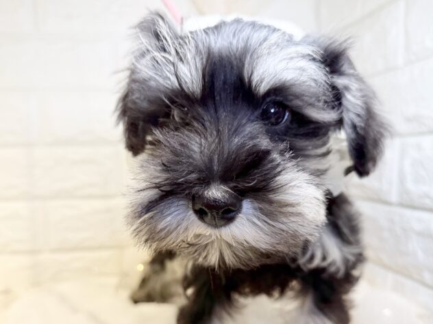 香川県のミニチュアシュナウザー (ワンキャラット アミーゴ丸亀店/2025年10月11日生まれ/男の子/ブラックシルバー)の子犬の1枚目の画像