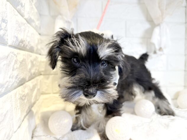 香川県のミニチュアシュナウザー (ワンキャラット アミーゴ丸亀店/2025年10月11日生まれ/男の子/ブラックシルバー)の子犬の3枚目の画像
