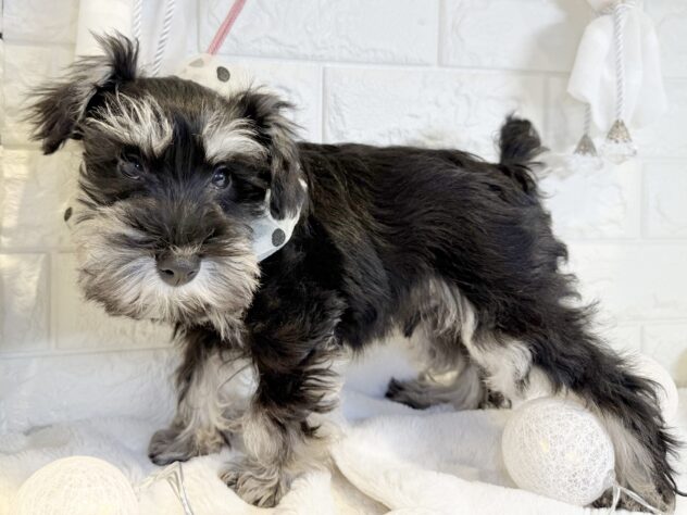 香川県のミニチュアシュナウザー (ワンキャラット アミーゴ丸亀店/2025年10月11日生まれ/男の子/ブラックシルバー)の子犬の2枚目の画像