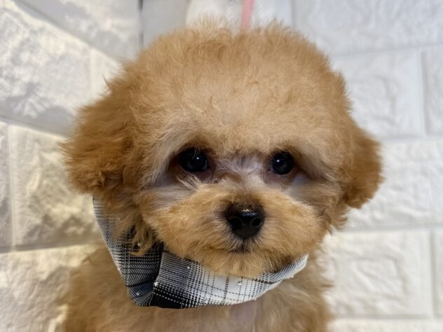 香川県のトイプードル(トイ) (ワンキャラット アミーゴ丸亀店/2025年10月9日生まれ/男の子/オレンジフォーン)の子犬の1枚目の画像