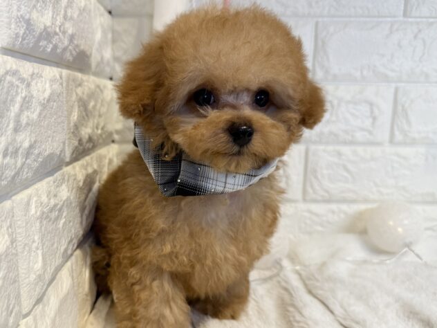 香川県のトイプードル(トイ) (ワンキャラット アミーゴ丸亀店/2025年10月9日生まれ/男の子/オレンジフォーン)の子犬の2枚目の画像