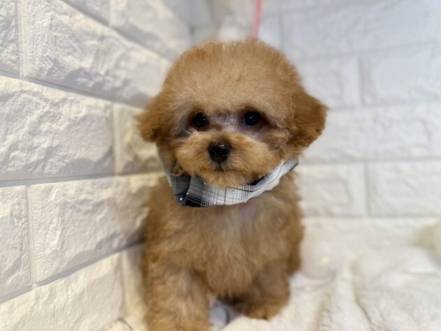 香川県のトイプードル(トイ) (ワンキャラット アミーゴ丸亀店/2025年10月9日生まれ/男の子/オレンジフォーン)の子犬の3枚目の画像