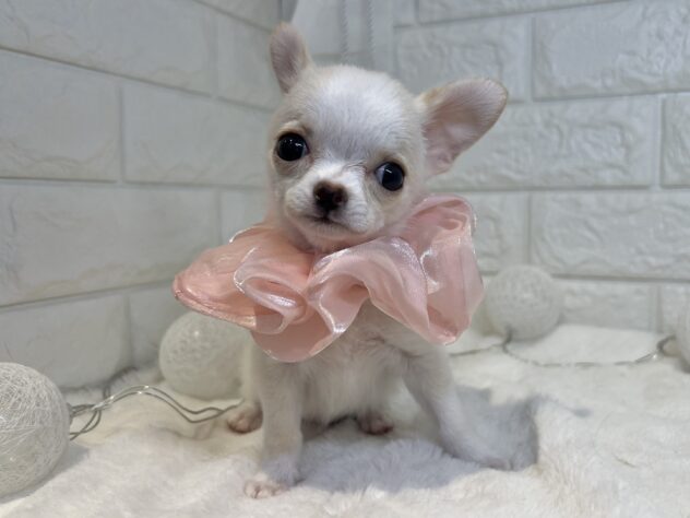 香川県のチワワ(ロング) (ワンキャラット アミーゴ丸亀店/2025年10月22日生まれ/女の子/クリームホワイト)の子犬の2枚目の画像