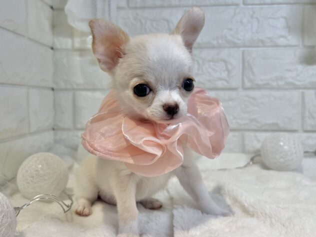 香川県のチワワ(ロング) (ワンキャラット アミーゴ丸亀店/2025年10月22日生まれ/女の子/クリームホワイト)の子犬の3枚目の画像