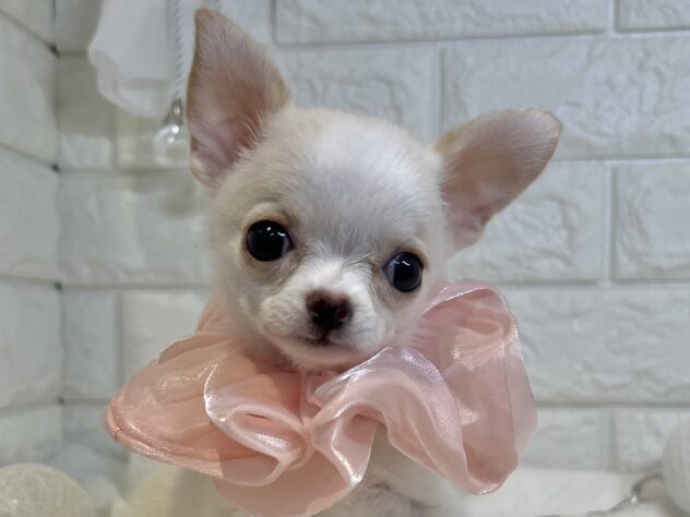 香川県のチワワ(ロング) (ワンキャラット アミーゴ丸亀店/2025年10月22日生まれ/女の子/クリームホワイト)の子犬の1枚目の画像