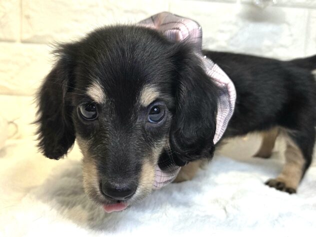 香川県のミニチュアダックスフンド(ロング) (ワンキャラット アミーゴ丸亀店/2025年11月10日生まれ/女の子/ブラックタン)の子犬の3枚目の画像