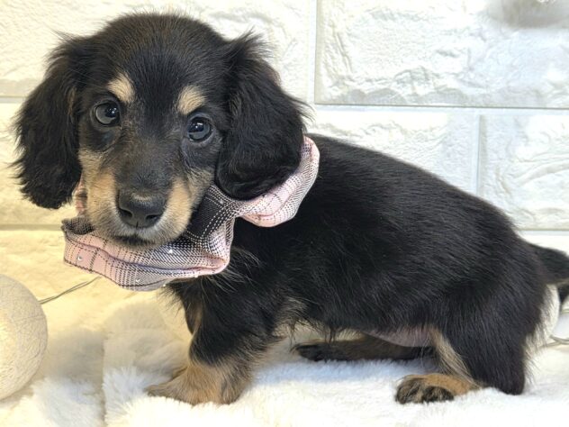 香川県のミニチュアダックスフンド(ロング) (ワンキャラット アミーゴ丸亀店/2025年11月10日生まれ/女の子/ブラックタン)の子犬の4枚目の画像