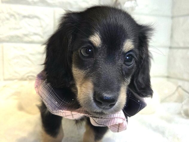 香川県のミニチュアダックスフンド(ロング) (ワンキャラット アミーゴ丸亀店/2025年11月10日生まれ/女の子/ブラックタン)の子犬の1枚目の画像