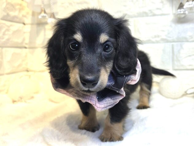 香川県のミニチュアダックスフンド(ロング) (ワンキャラット アミーゴ丸亀店/2025年11月10日生まれ/女の子/ブラックタン)の子犬の2枚目の画像