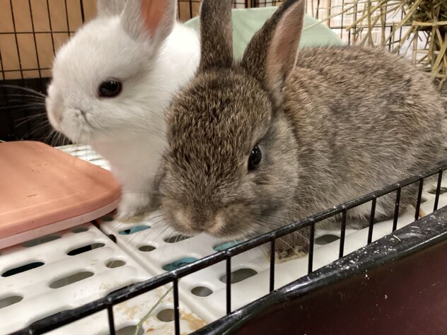 ネザーランドドワーフ | ペットワールド アミーゴ