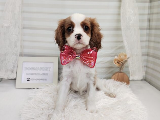 愛媛県のキャバリアキングチャールズスパニエル (アミーゴ松山久米店/2025年8月24日生まれ/女の子/ブレンハイム)の子犬の4枚目の画像