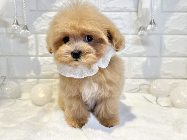 香川県のハーフ犬・ミックス犬 (ワンキャラット アミーゴ丸亀店/2025年10月24日生まれ/女の子/クリーム)の子犬の2枚目の画像