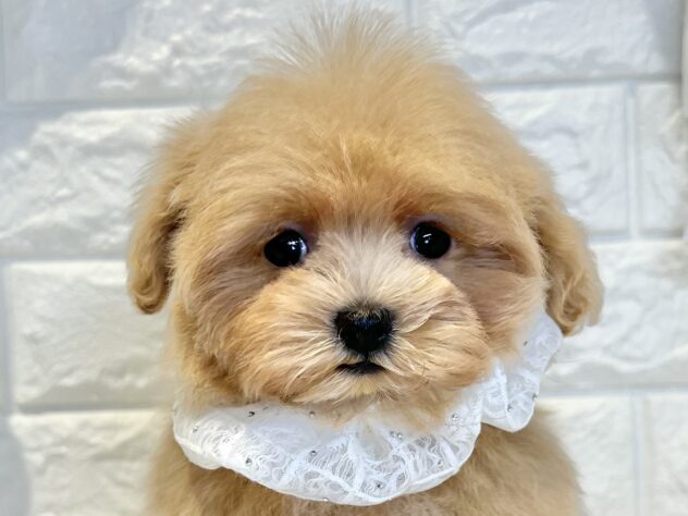 香川県のハーフ犬・ミックス犬 (ワンキャラット アミーゴ丸亀店/2025年10月24日生まれ/女の子/クリーム)の子犬の1枚目の画像